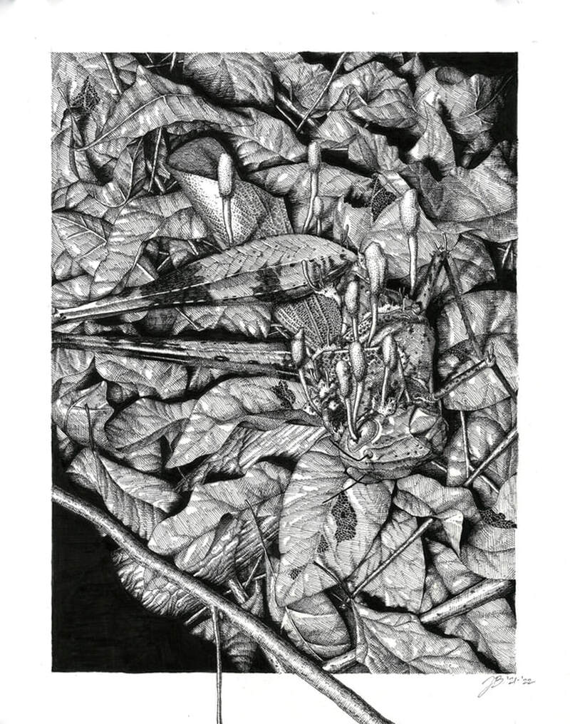 Grasshopper with C. acridophila, 2022