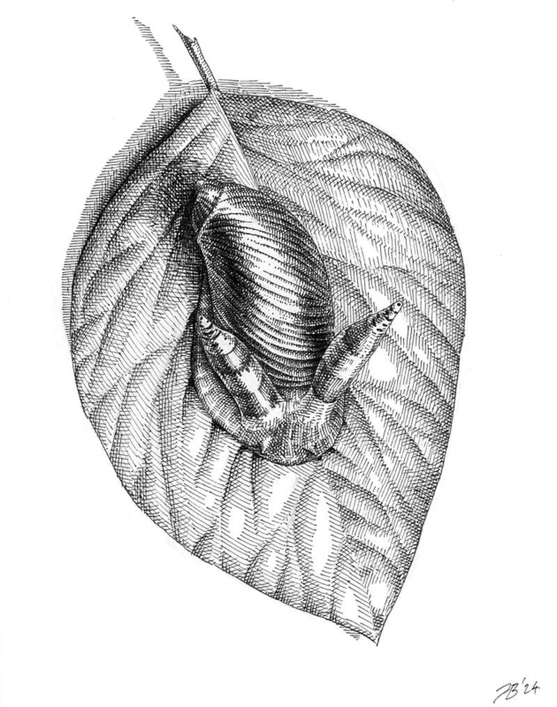 Snail with Leucochloridium, 2024
