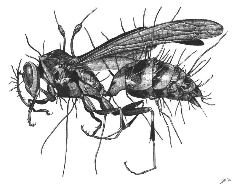 Wasp with O. humbertii, 2022